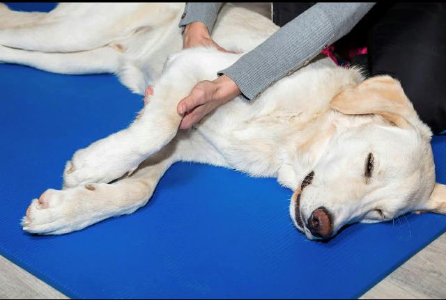 Reiki for dogs in Bernardston MA